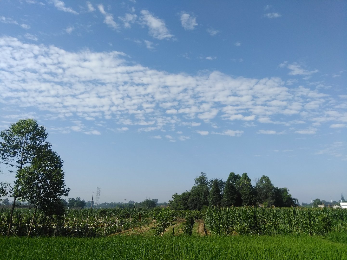 周家镇天气预报更新通知