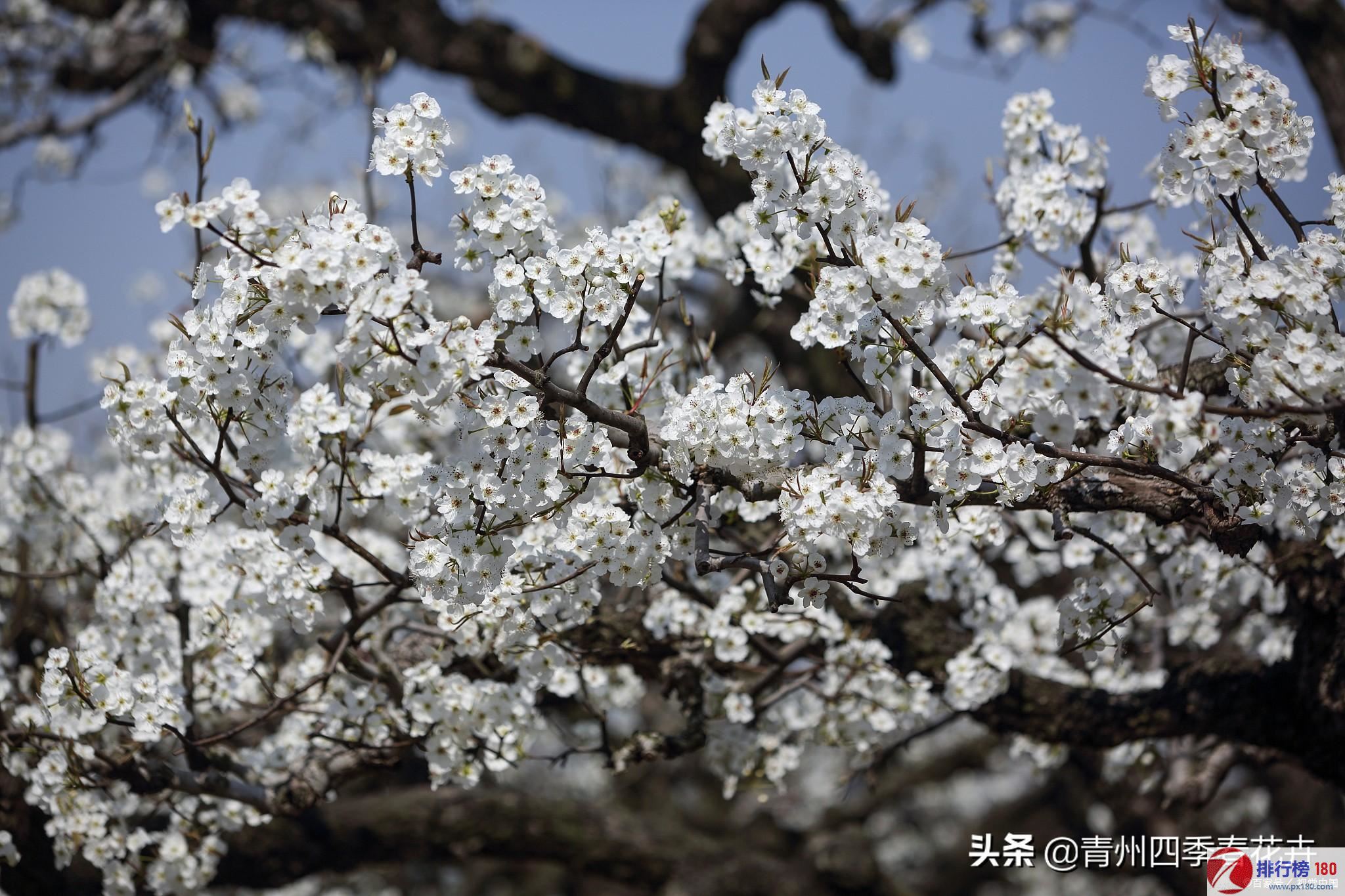 梨花属于什么生肖,科学分析解释定义_网页款31.852