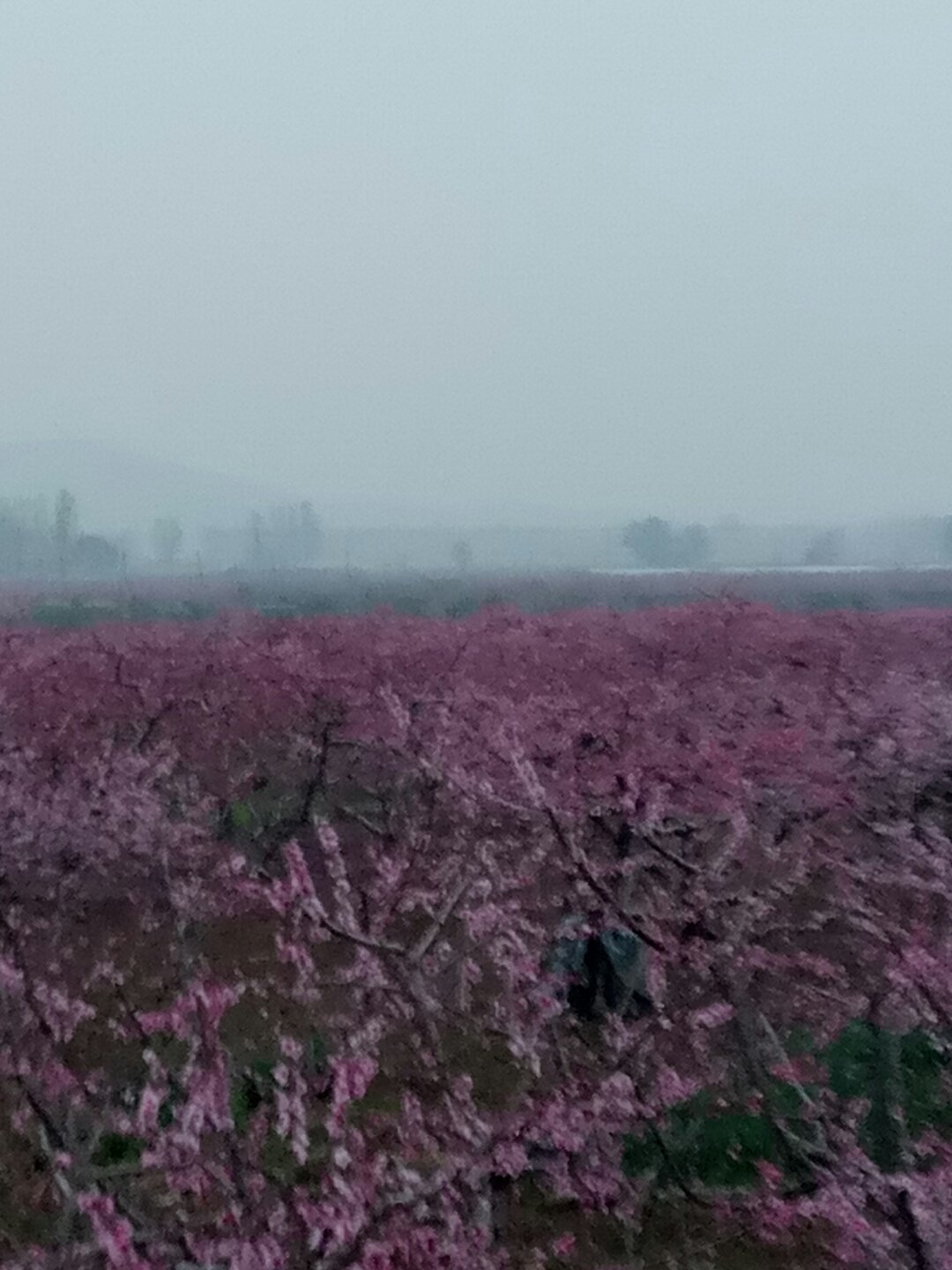 紫泉村天气预报更新通知