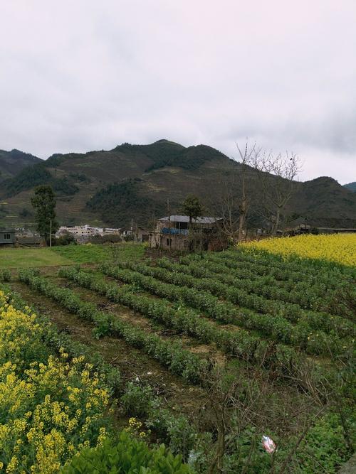 程岭乡最新天气预报