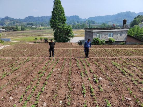 皇姑区农业农村局新项目推动农业现代化，乡村振兴再添新动力